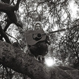 Ty Segall: "Hello, Hi" (DC830)