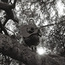 Ty Segall: "Hello, Hi" (DC830)