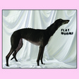 Flat Worms: Flat Worms (God028)