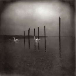 OM: Conference of the Birds (DC972)
