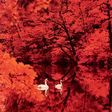 Red Favorite: Red Favorite (ST1025)