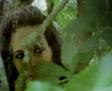 Medium_faun