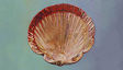 Medium_130206bm